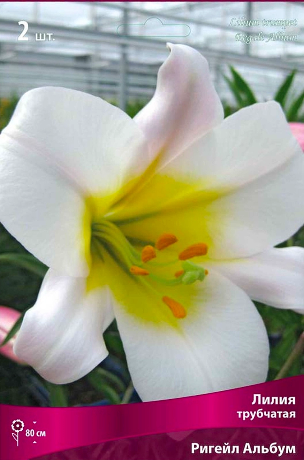 Луковица Лилии ПОИСК Ригейл Альбум