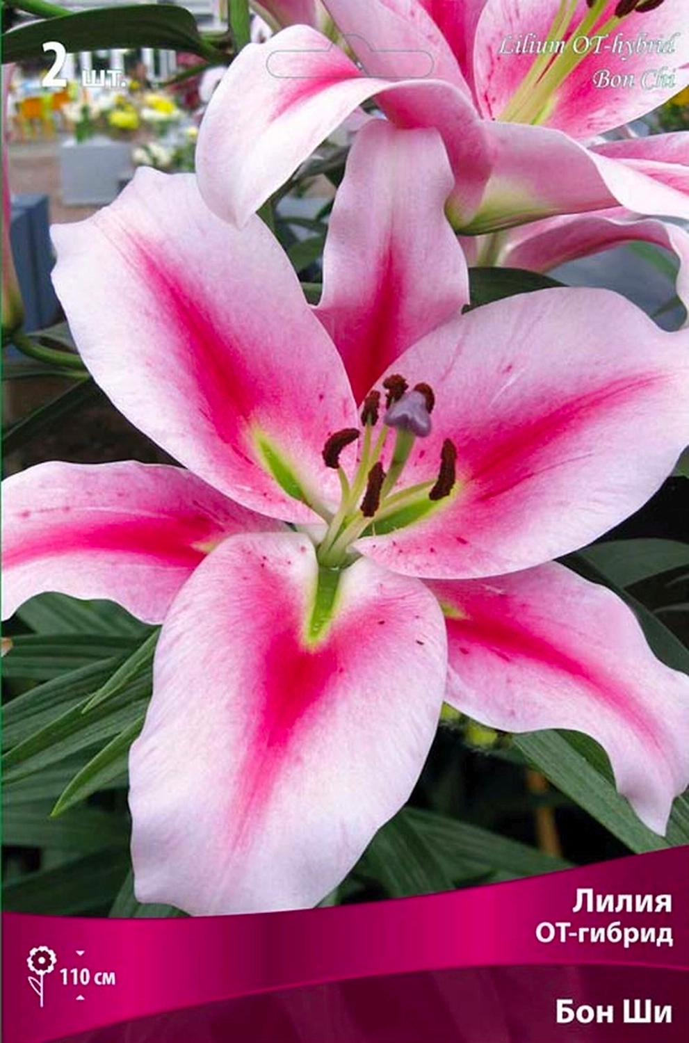 Луковицы лилии ПОИСК Бон Ши 1 шт