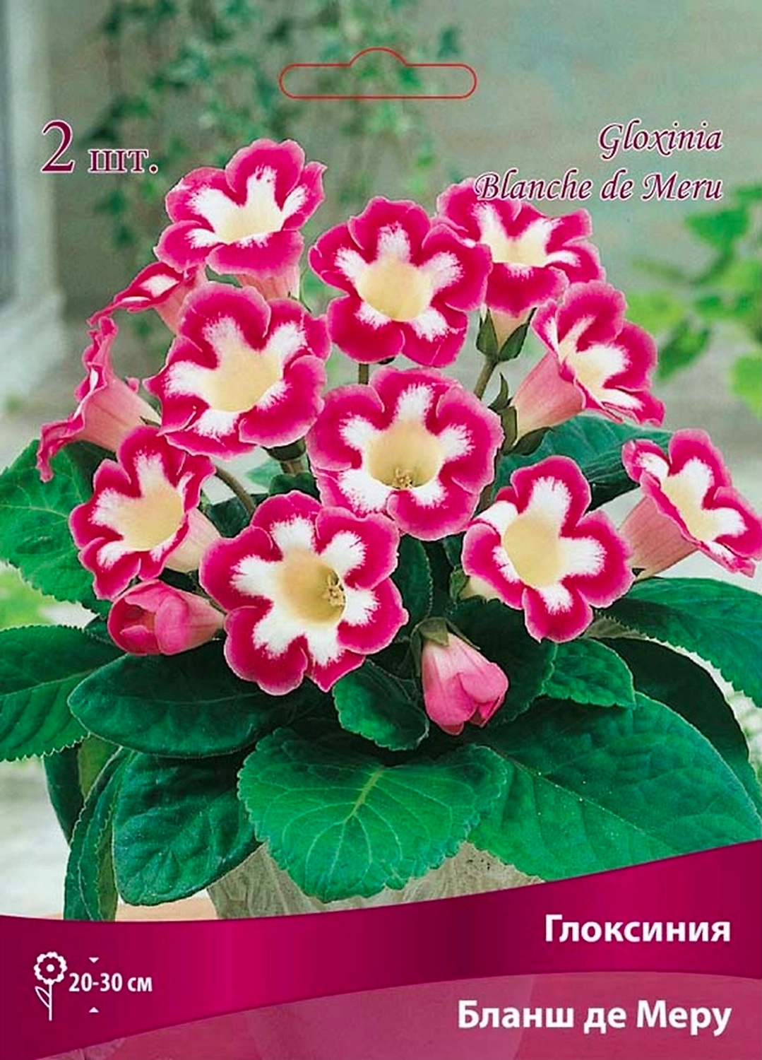 Луковицы глоксинии ПОИСК Бланш де Меру 1 шт