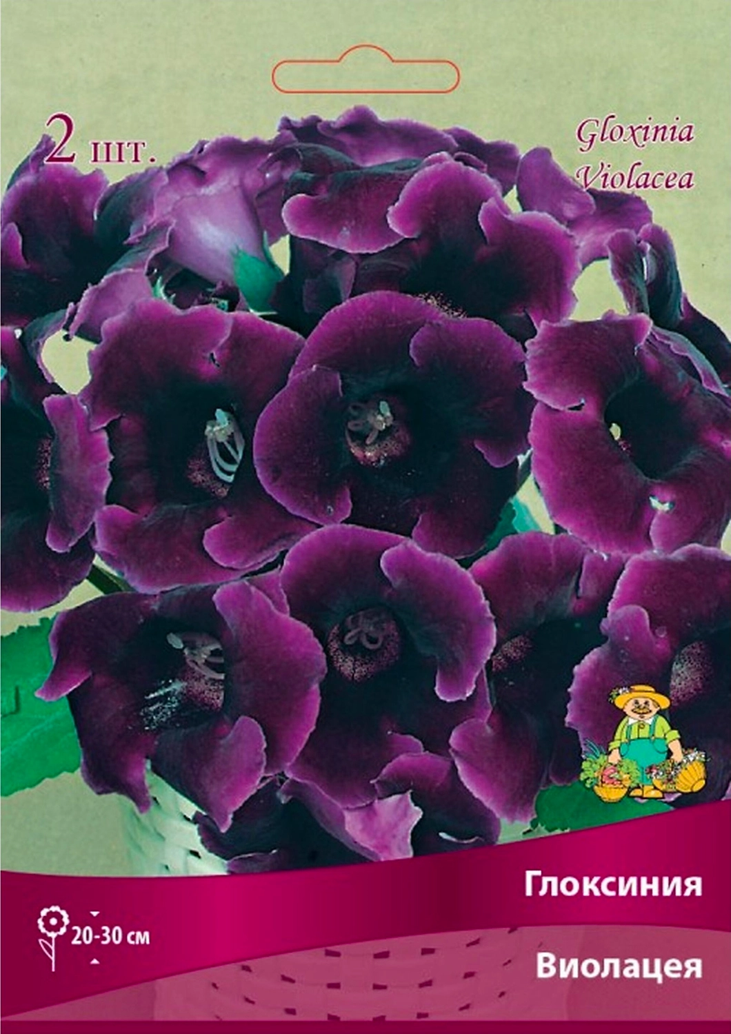 Луковица Глоксинии ПОИСК Виолацея