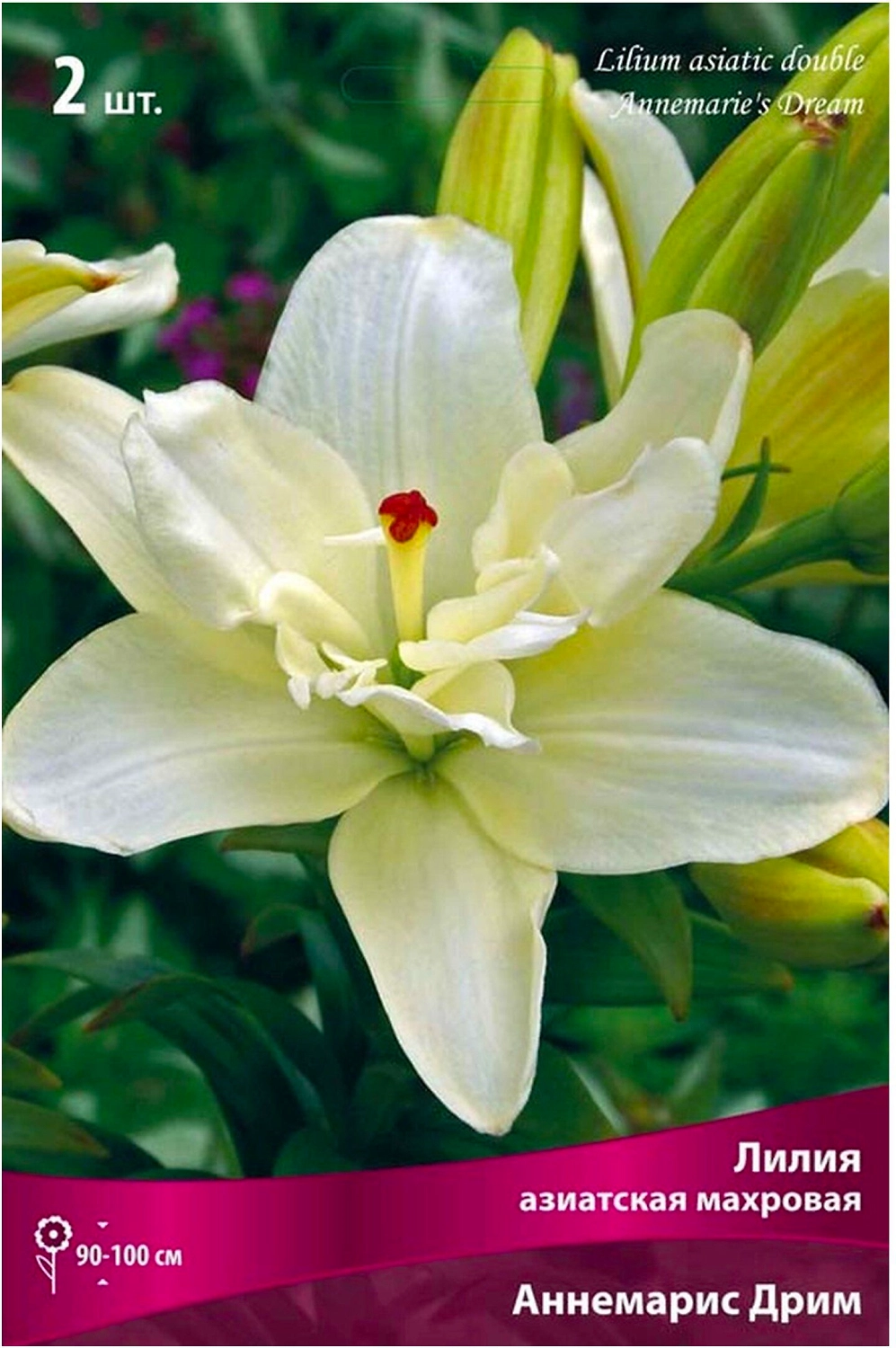 Луковица Лилии ПОИСК Аннемарис Дрим