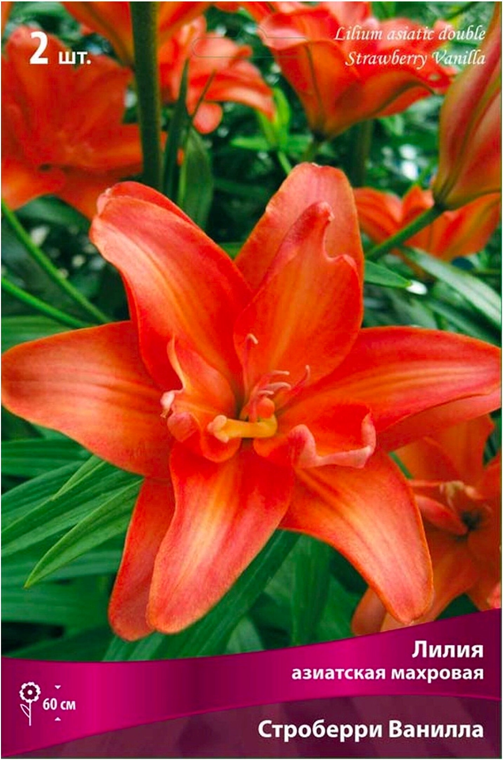 Луковицы лилии ПОИСК Строберри Ванильный 2 шт