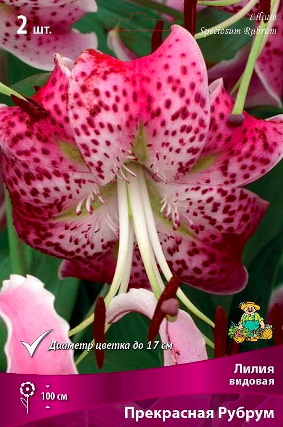 Луковица Лилии видовой ПОИСК Прекрасная Рубрум