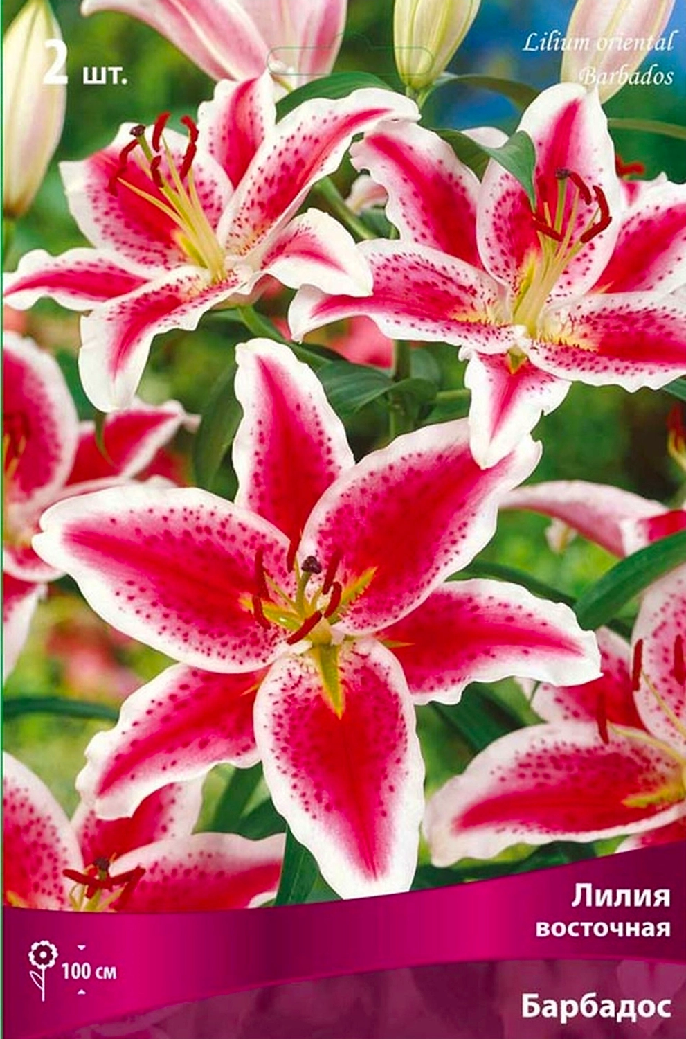 Луковица Лилии восточной ПОИСК Барбадос
