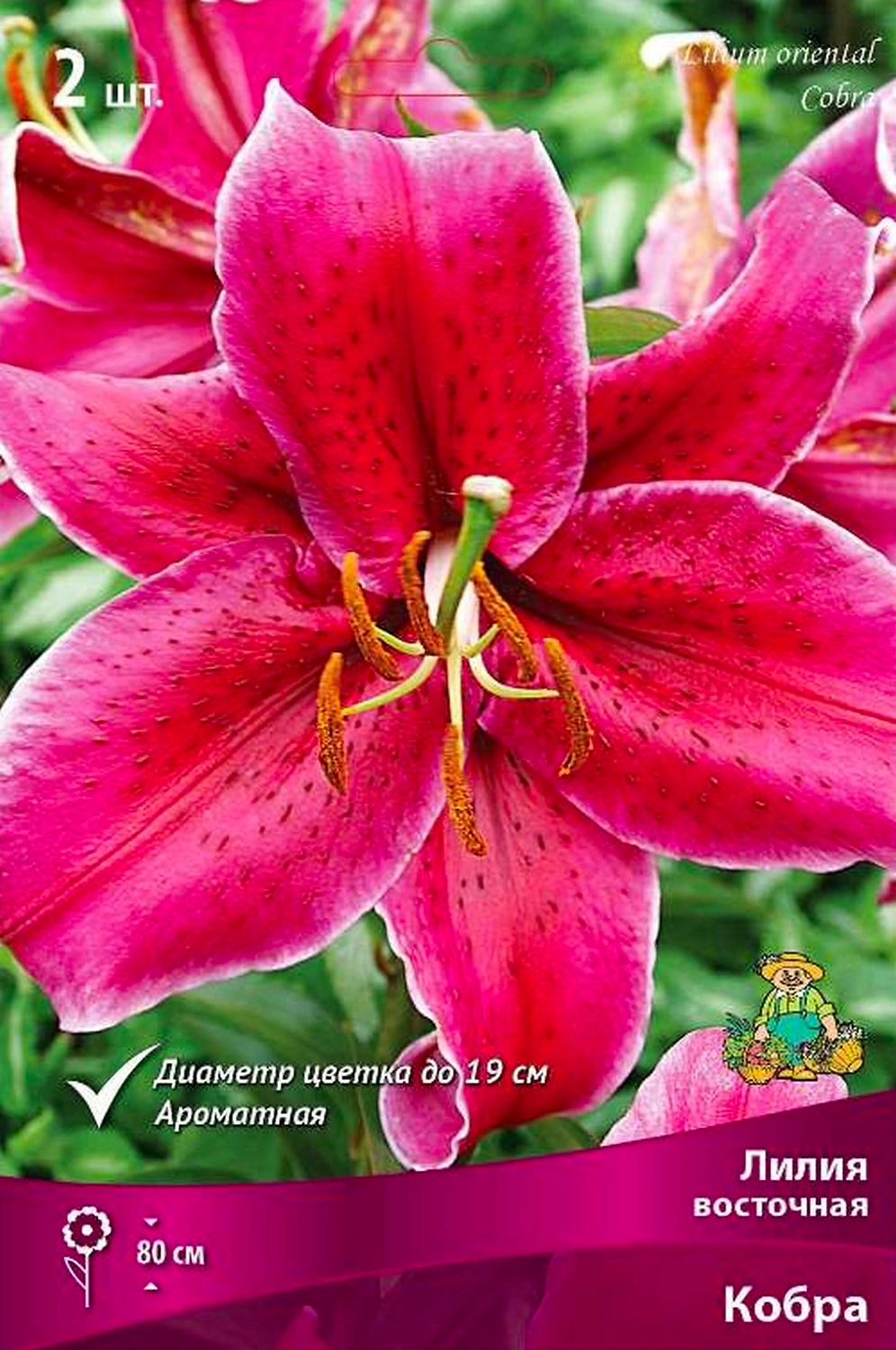 Луковица Лилии восточной ПОИСК Кобра
