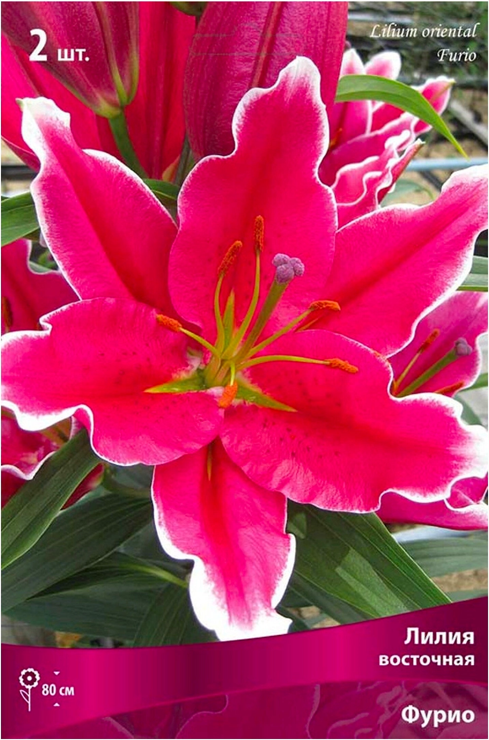 Луковицы лилии ПОИСК Фурио 2 шт