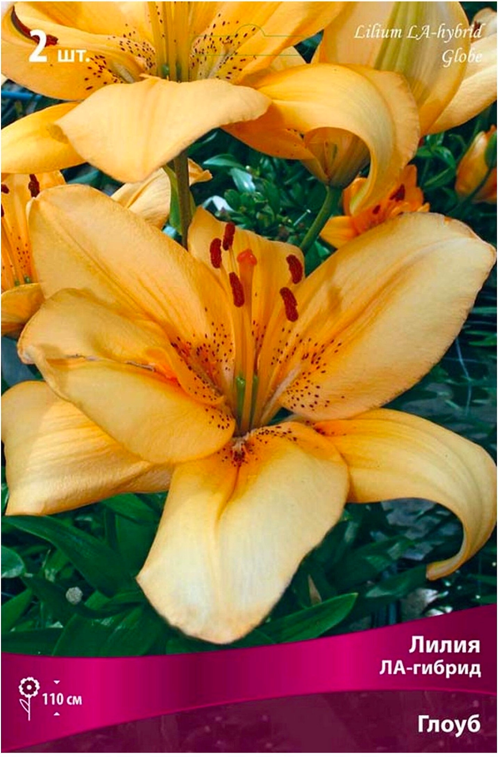 Луковицы лилии ЛА-гибрид ПОИСК Глоуб 2 шт