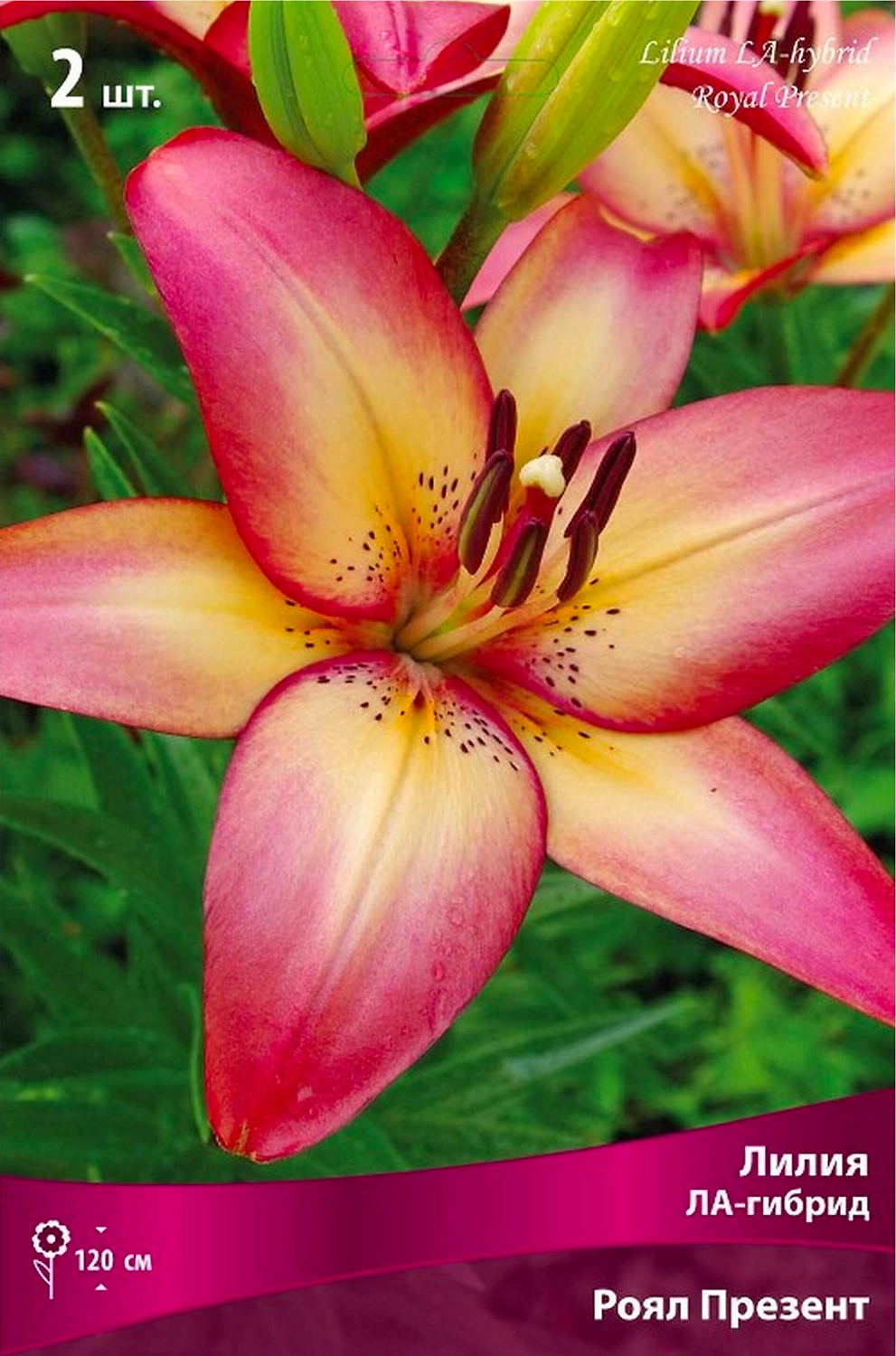 Луковица Лилии ЛА-гибрид ПОИСК Ройал Презент