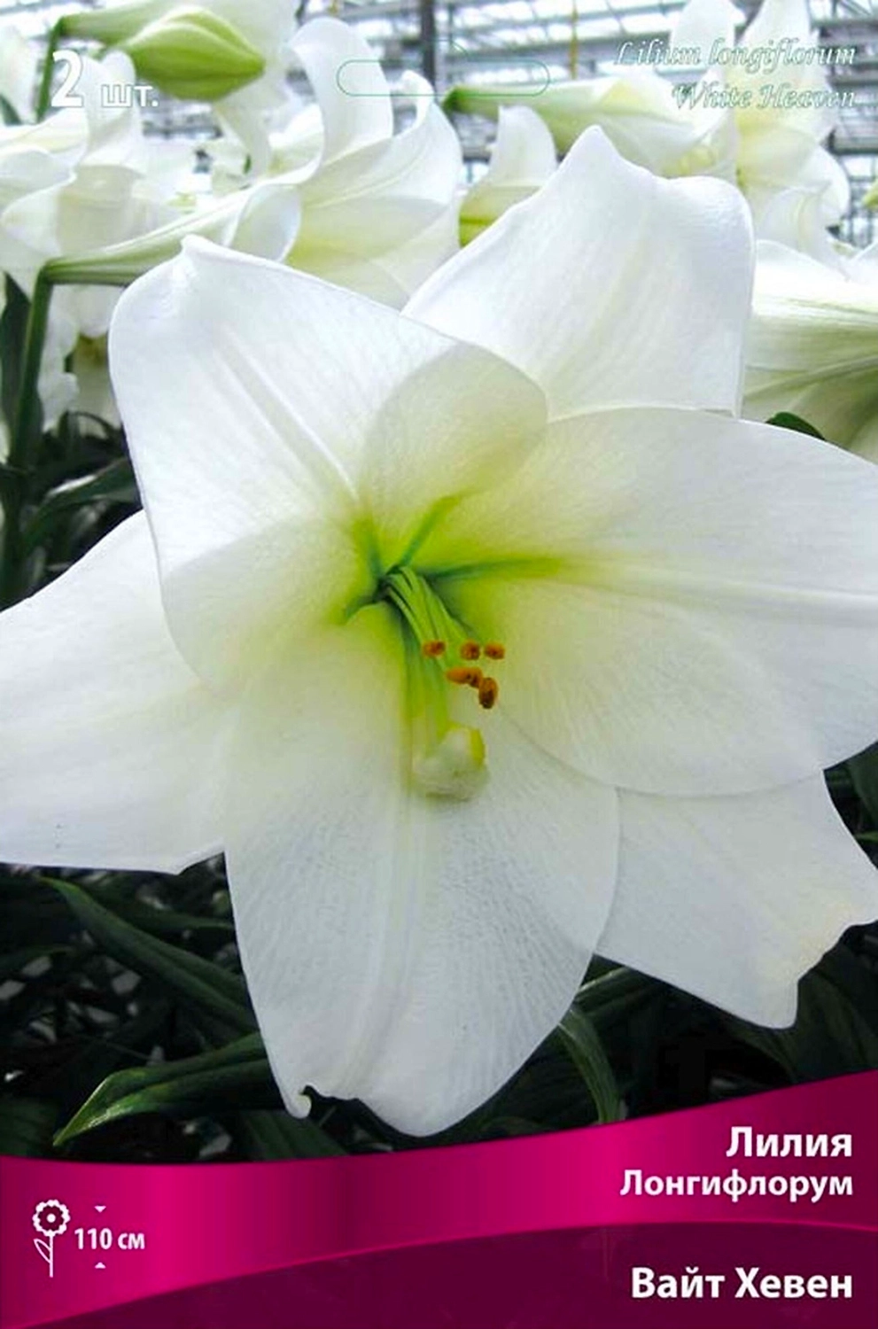 Луковица Лилии лонгифлорум ПОИСК Вайт Хевен