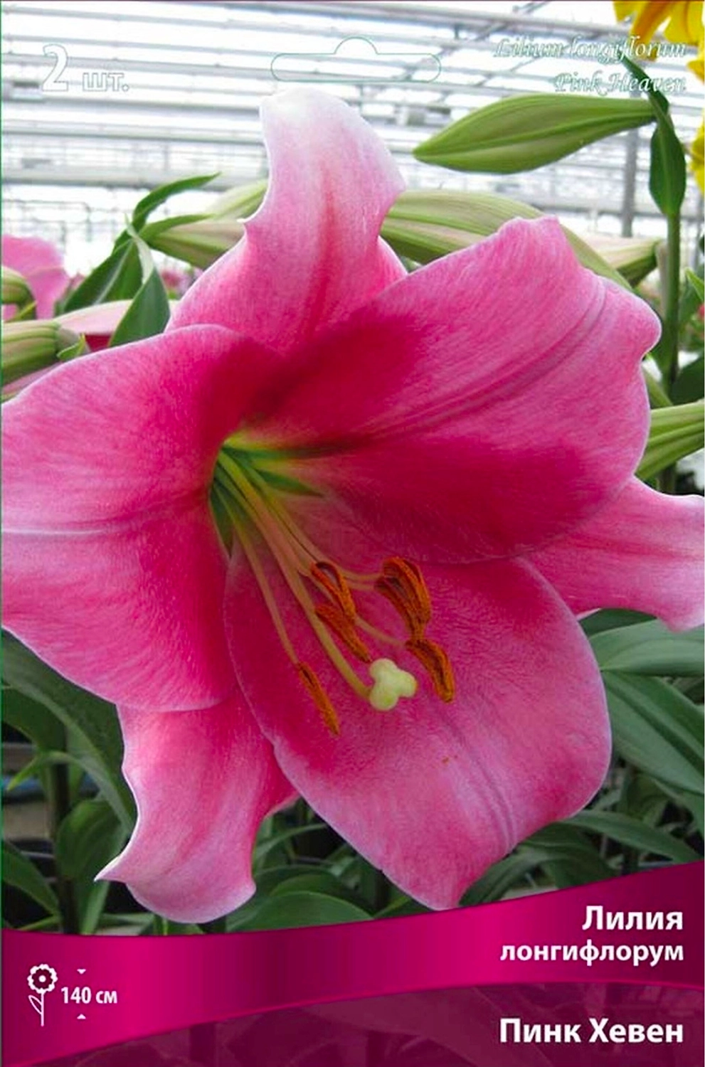 Луковицы лилии лонгифлорум ПОИСК Пинк Хевен 1 шт