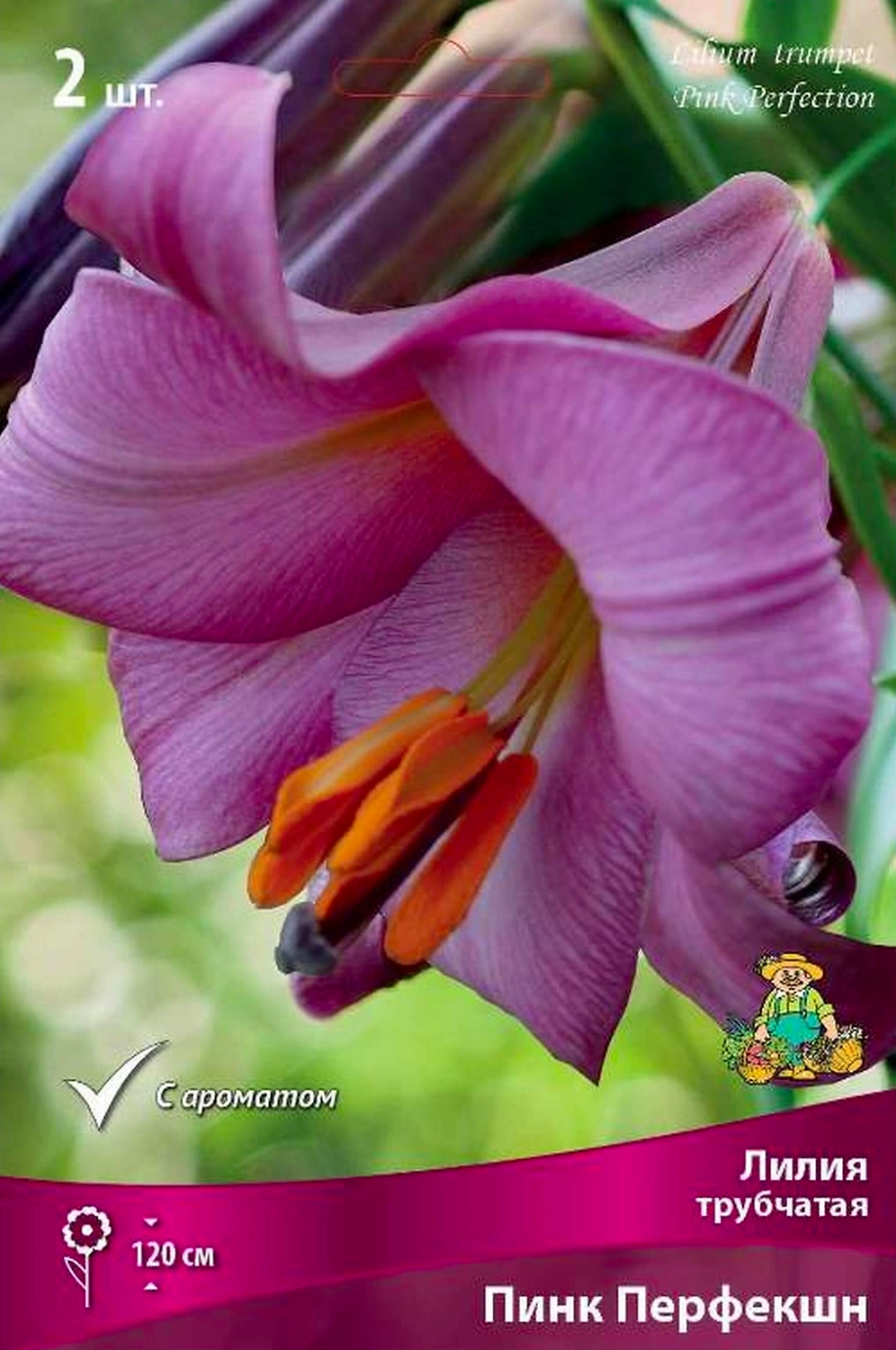 Луковицы лилии трубчатой ПОИСК Пинк Перфекшн 1 шт