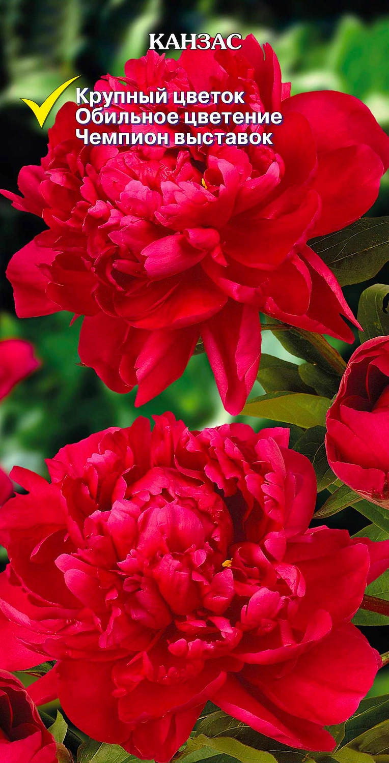 Корневище Пиона травянистого ПОИСК Канзас