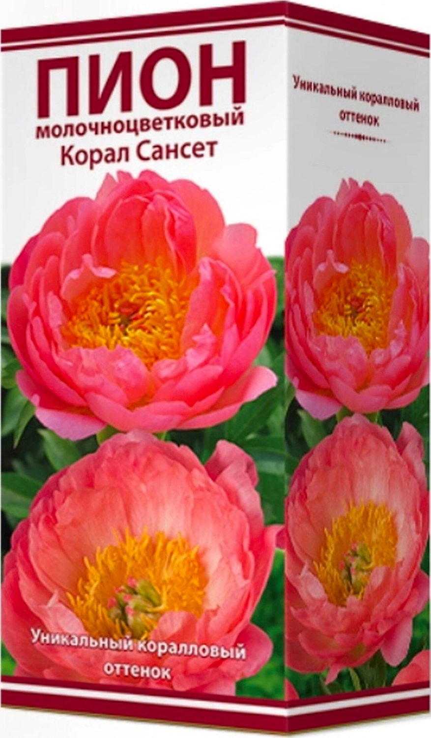 Луковицы пиона травянистого ПОИСК Корал Сансет 1 шт