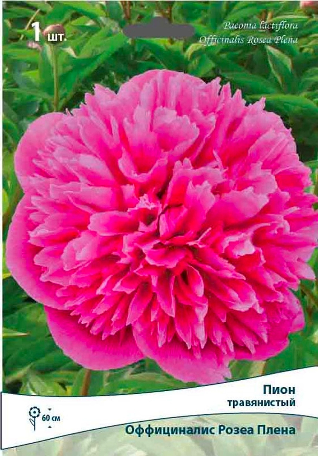 Корневище Пиона травянистого ПОИСК Оффициналис Розеа Плена