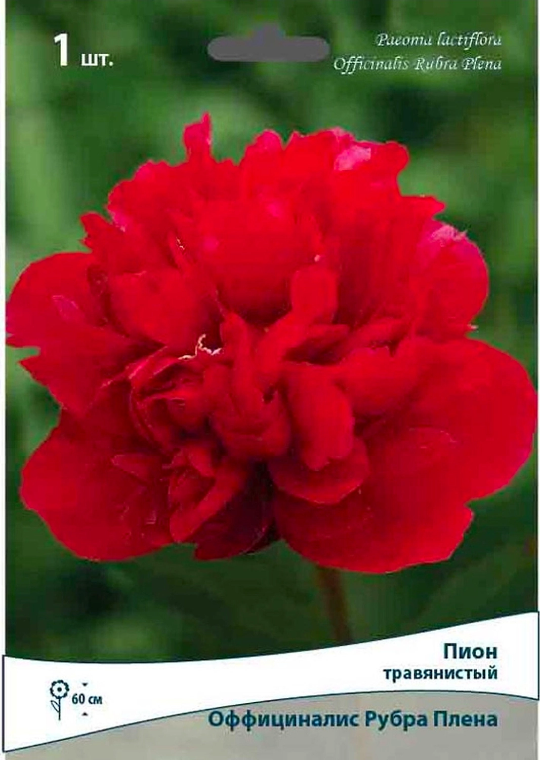 Луковицы пиона травянистого ПОИСК Оффициналис Рубра Плена 1 шт