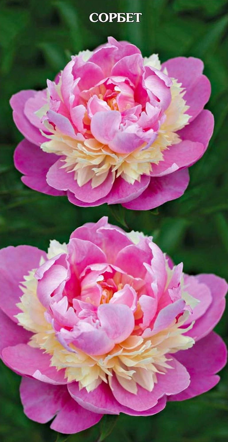 Корневище Пиона травянистого ПОИСК Сорбет