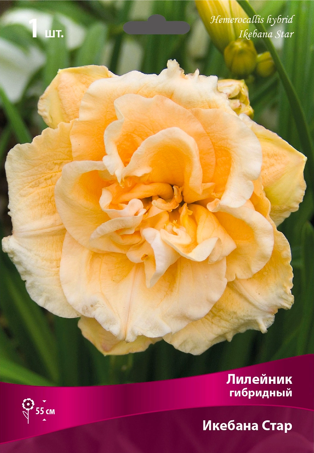 Корневище Лилейника гибридного ПОИСК Икебана Стар