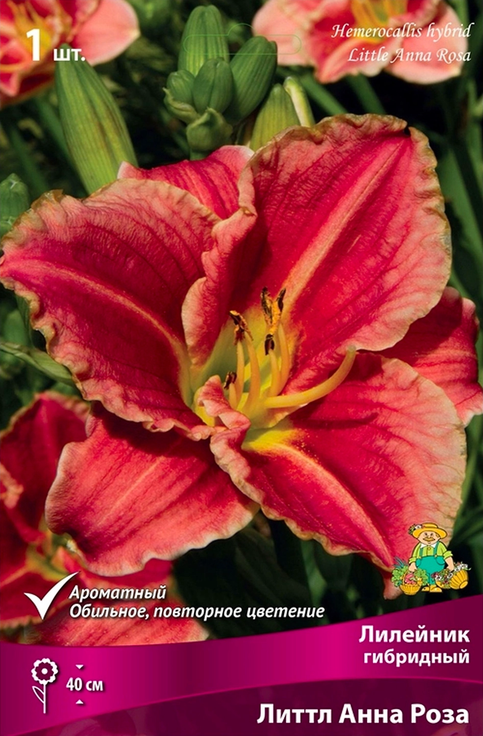Корневище Лилейника гибридного ПОИСК Литтл Анна Роза
