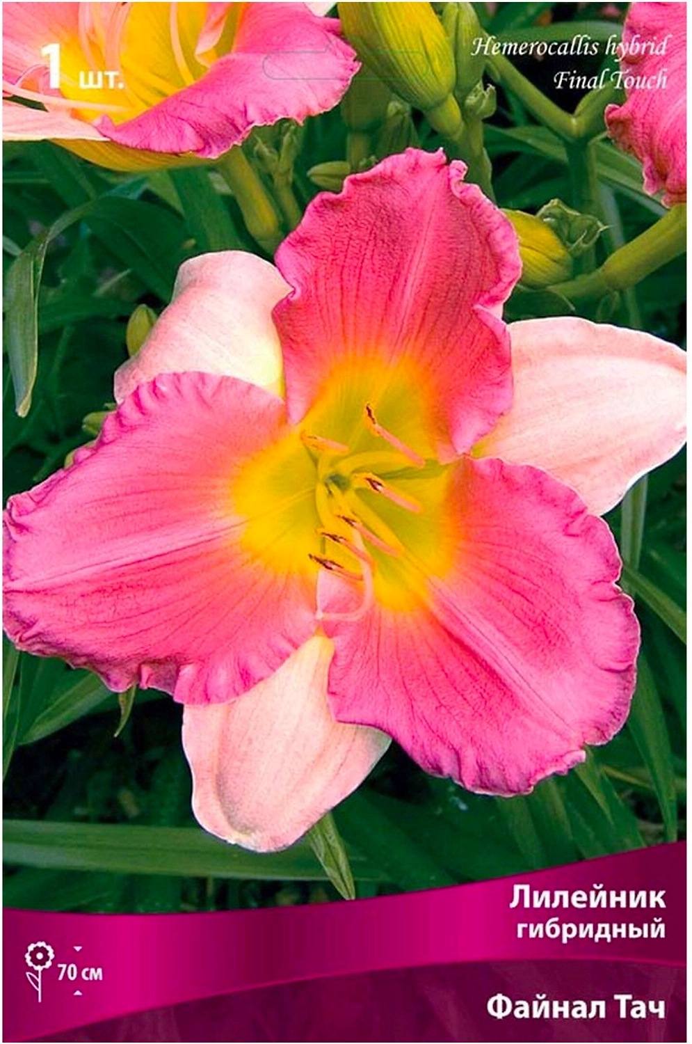 Луковица Лилейника ПОИСК Файнал Тач