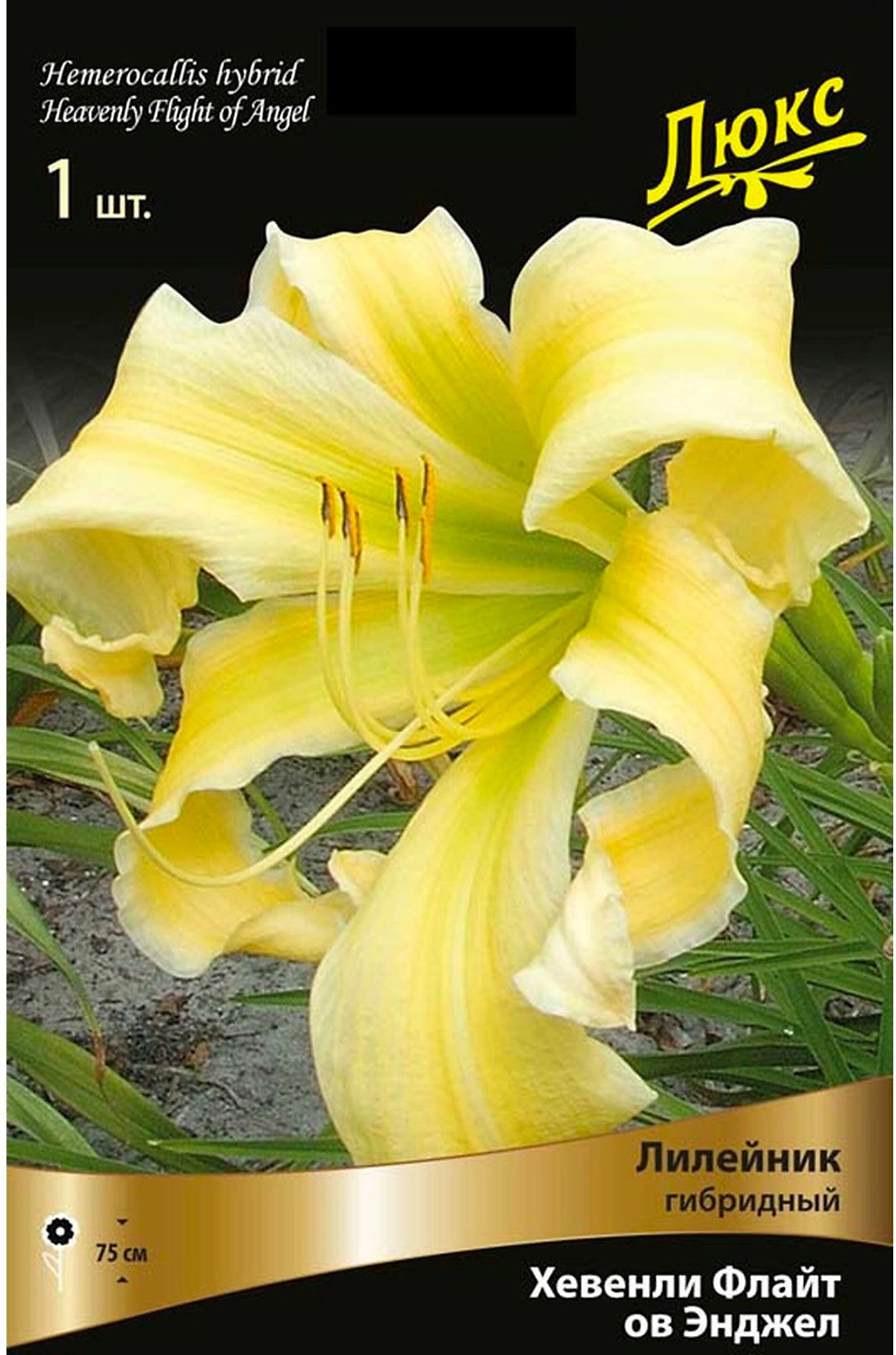 Корневище Лилейника ПОИСК Хевенли Флайт Энджел