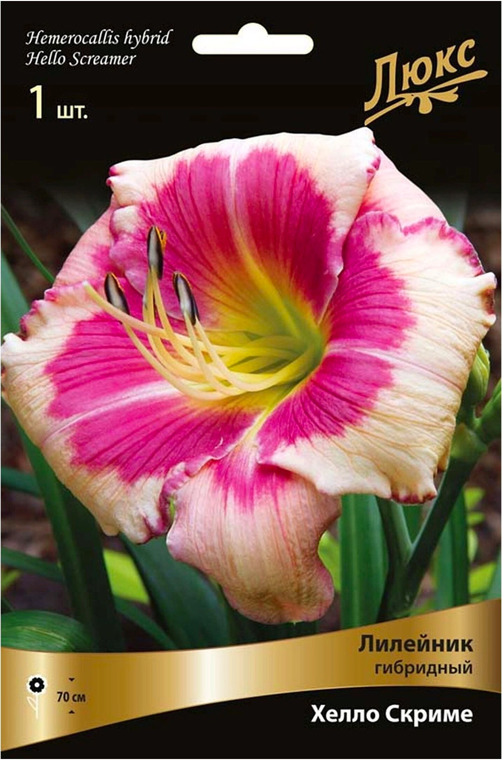 Луковица Лилейника ПОИСК Хелло Скриме