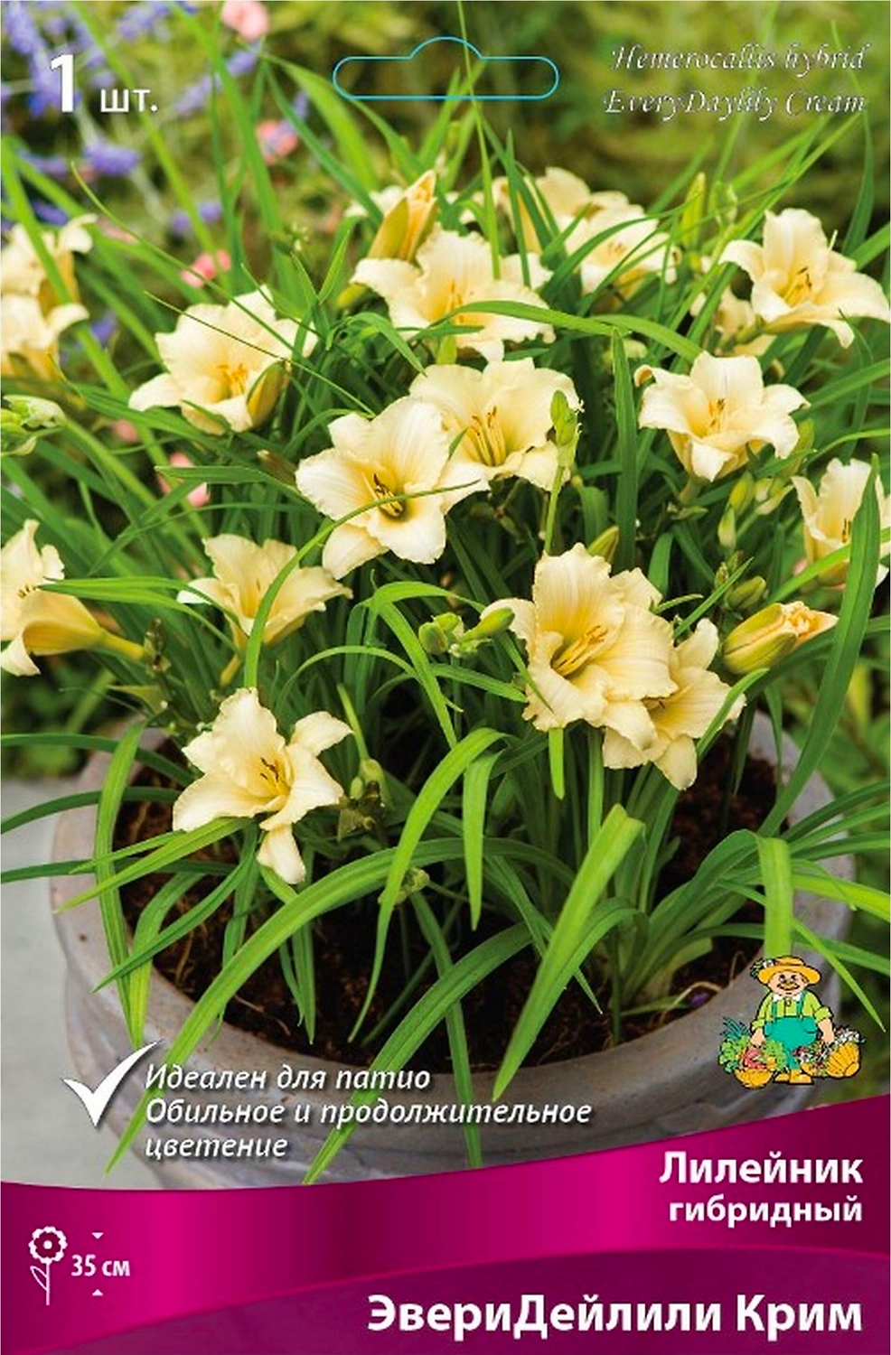 Корневище Лилейника гибридного ПОИСК ЭвериДейлили Крим