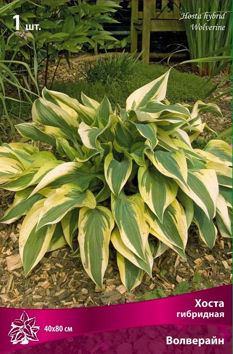 Корневище Хосты гибридной ПОИСК Волверайн