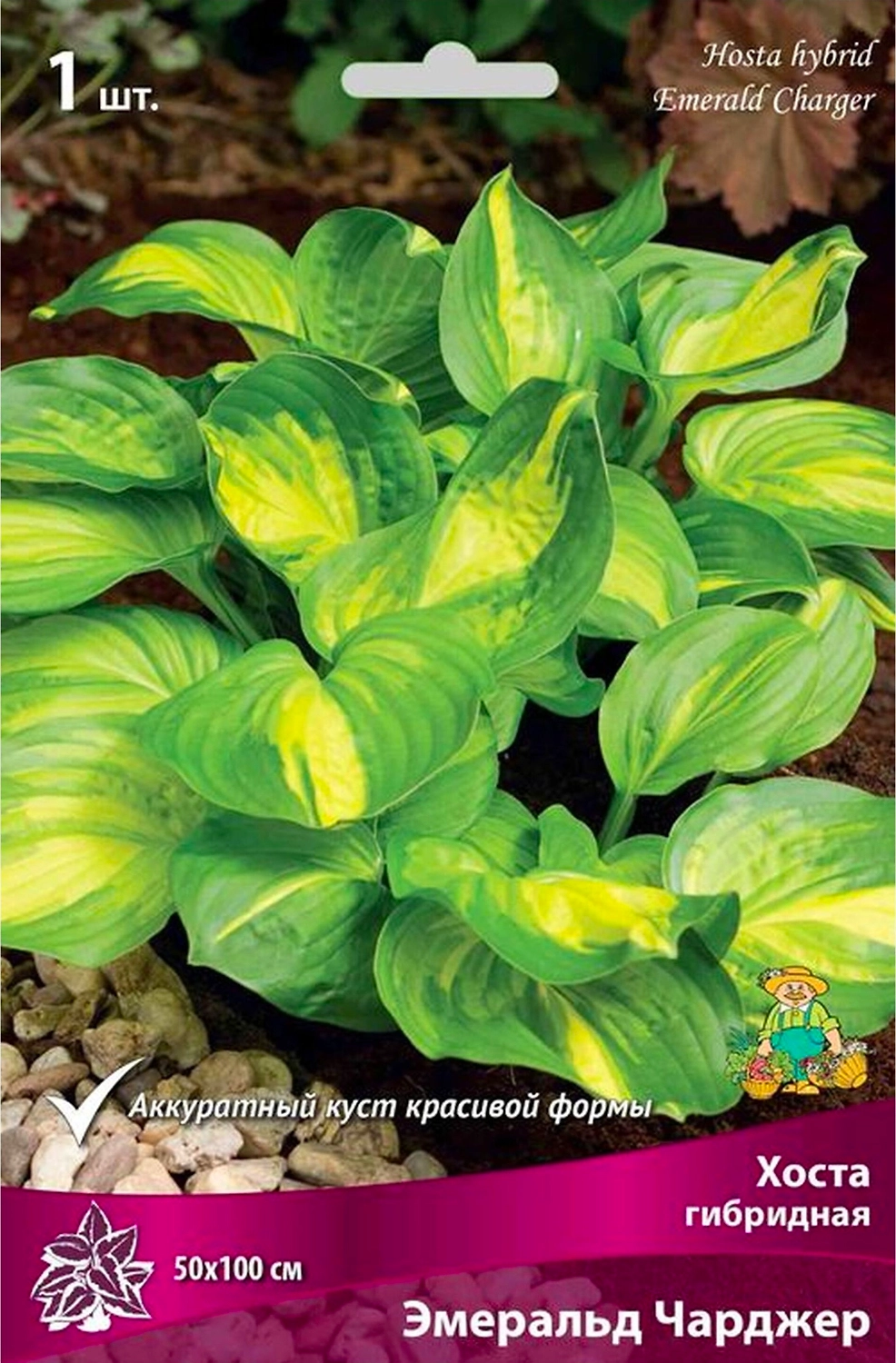 Корневище Хосты гибридной ПОИСК Эмеральд Чарджер