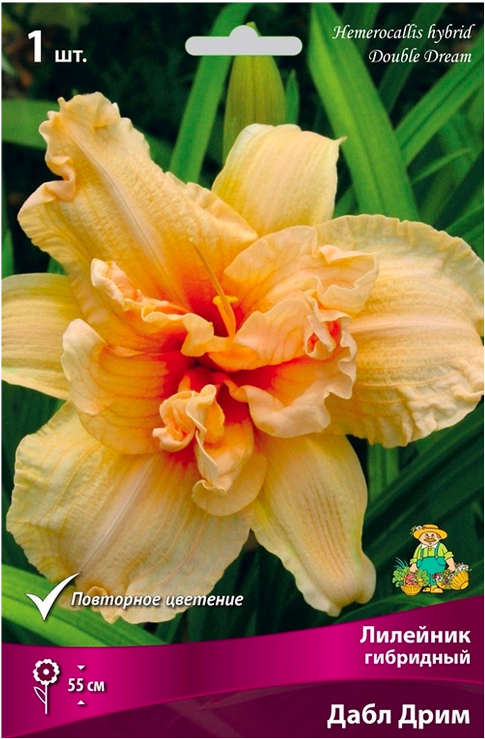 Корневище Лилейника ПОИСК Дабл Дрим