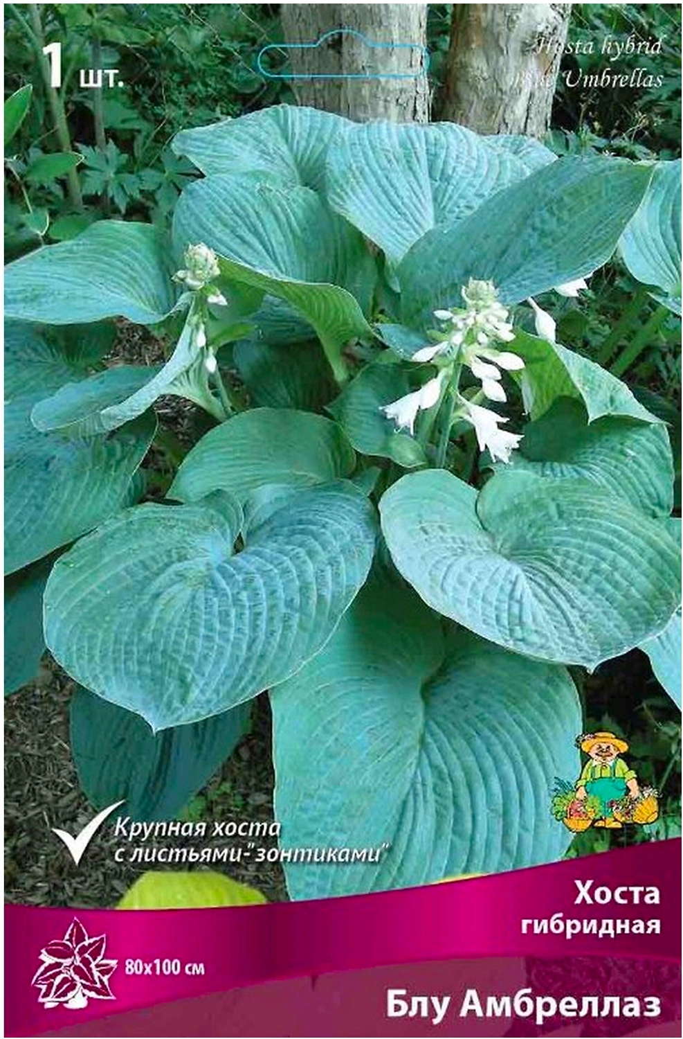 Корневище Хосты ПОИСК Блу Амбрел