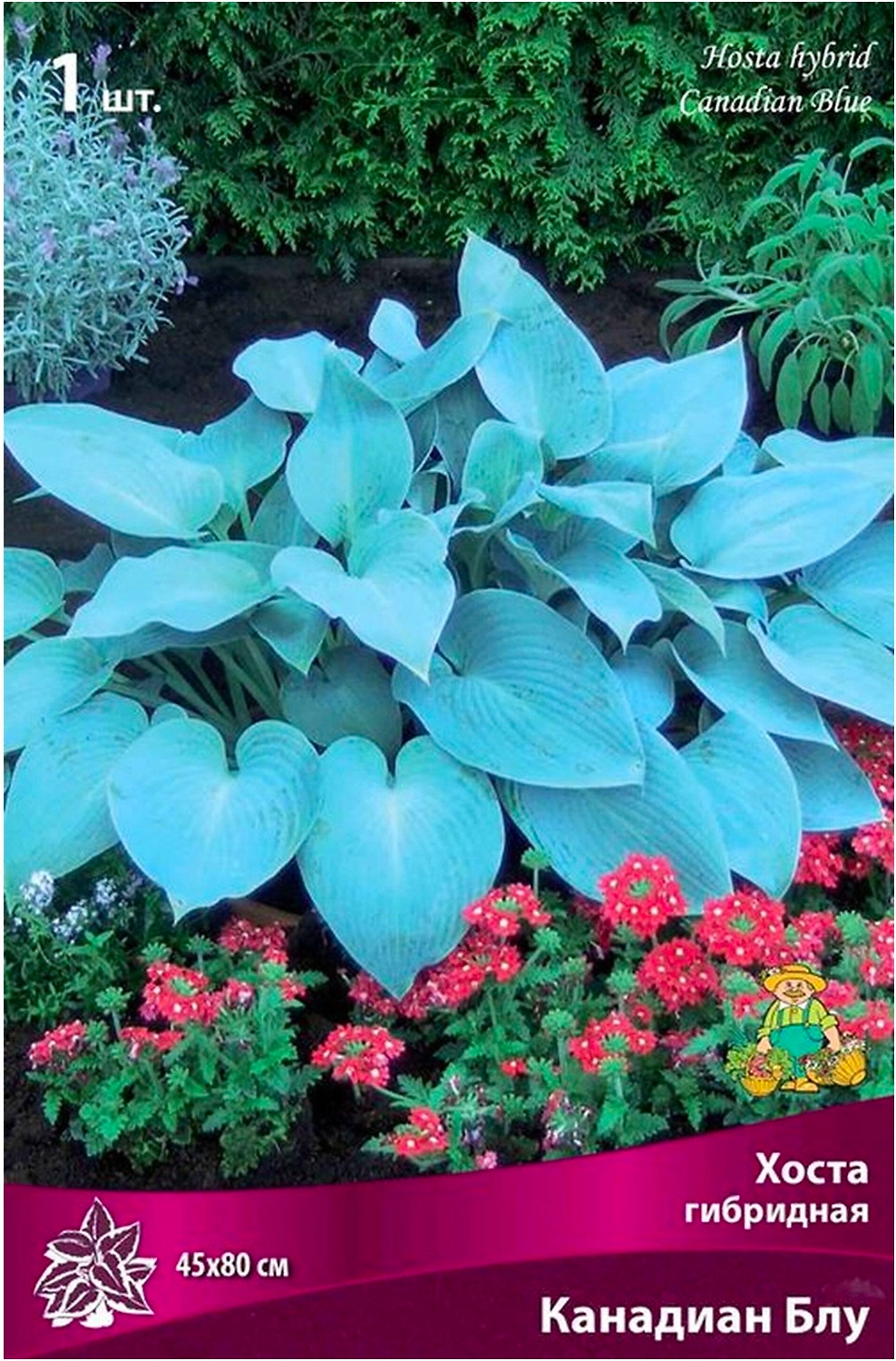 Корневище Хосты ПОИСК Канадиан Блу