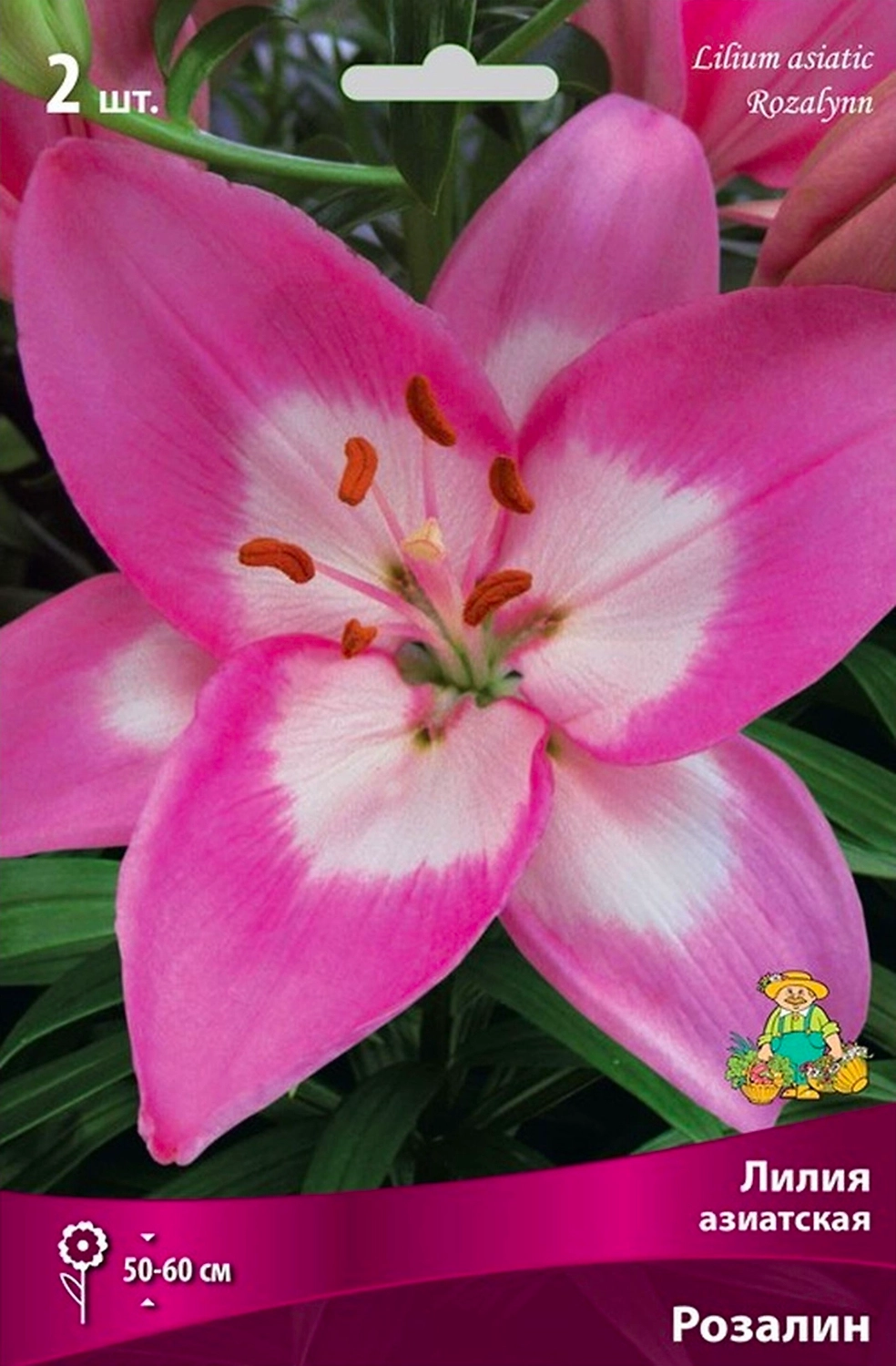 Луковица Лилии ПОИСК Розалин