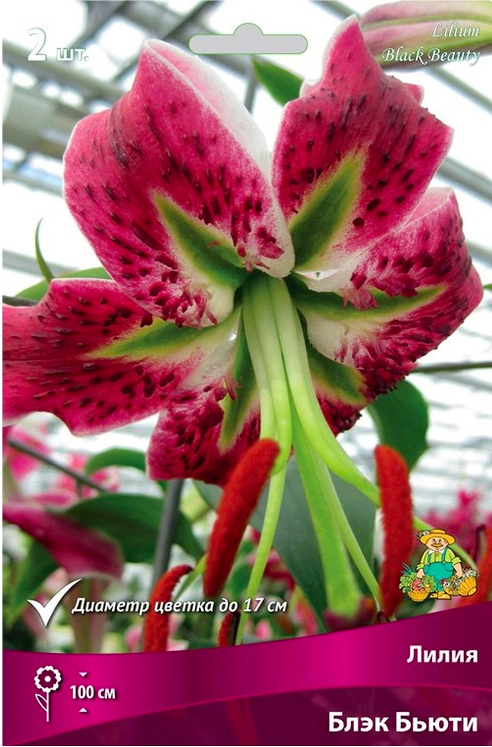 Луковица Лилии ПОИСК Блэк Бьюти