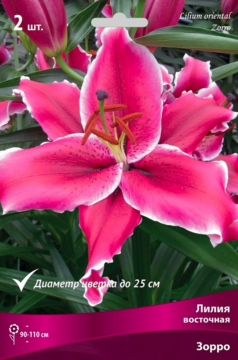 Луковицы лилии ПОИСК Зорро 1 шт