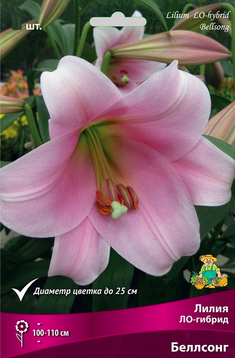 Луковица Лилии ПОИСК Беллсонг 1 шт