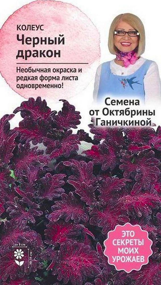 Семена Колеуса Октябрина Ганичкина Черный дракон 10 шт