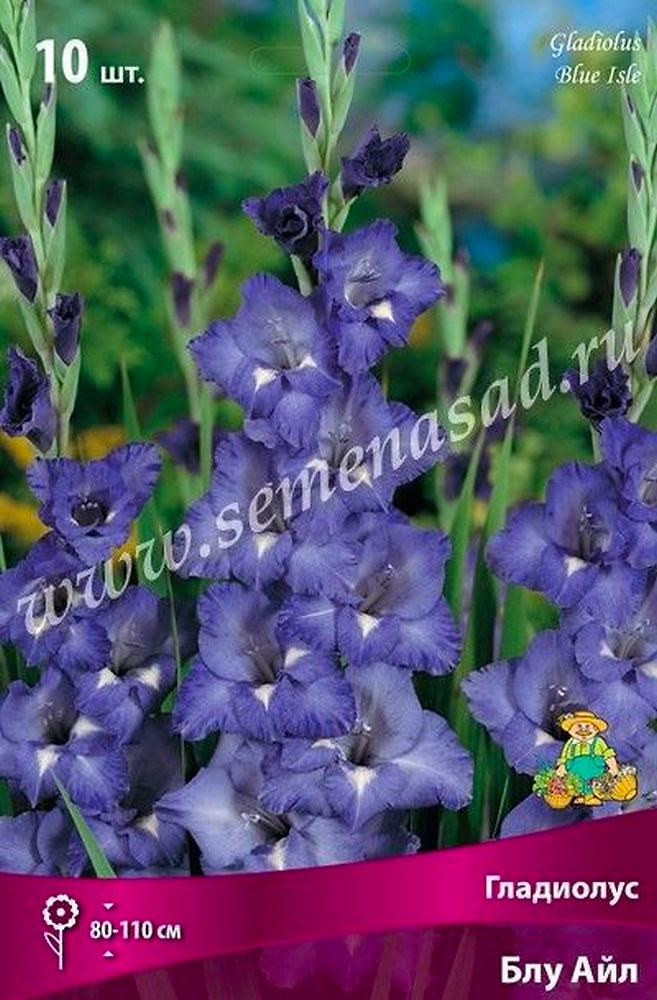 Луковицы гладиолуса ПОИСК Блу айл 3 шт
