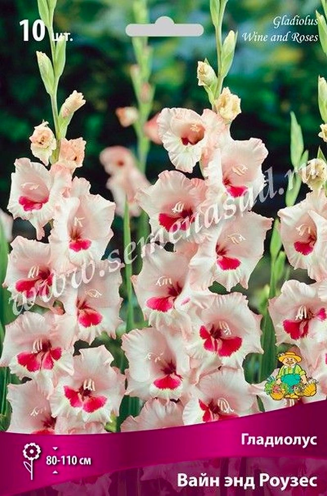 Луковицы Гладиолуса ПОИСК Вайн энд роузес 3 x 3 шт