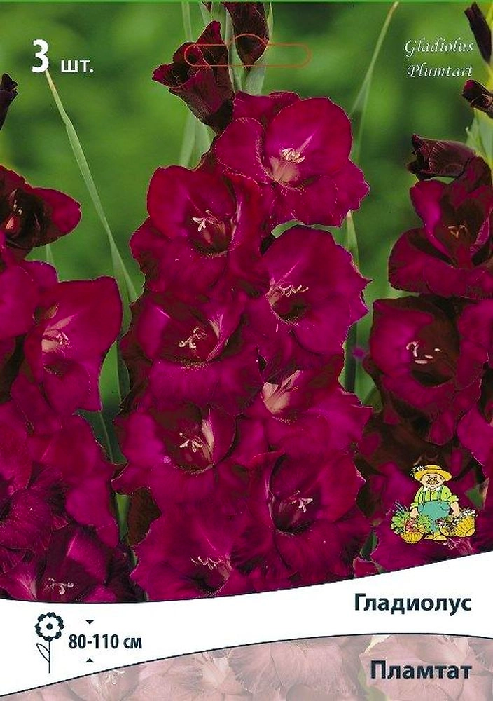 Луковицы гладиолуса крупноцветкового пламтат 3 x 3 шт
