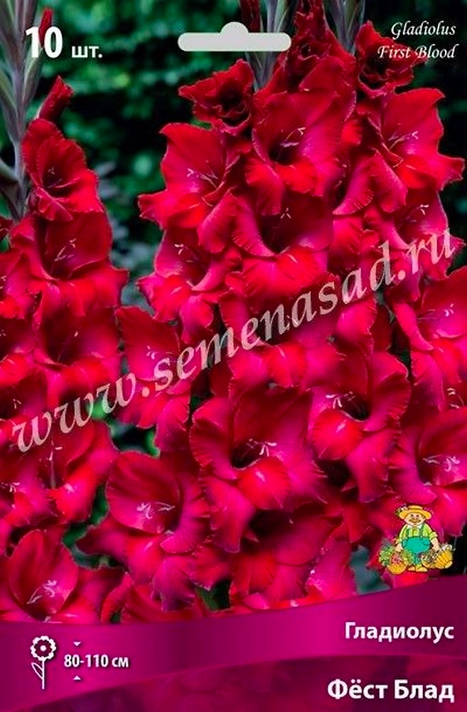 Луковицы Гладиолуса ПОИСК Фест блад 3 х3 шт