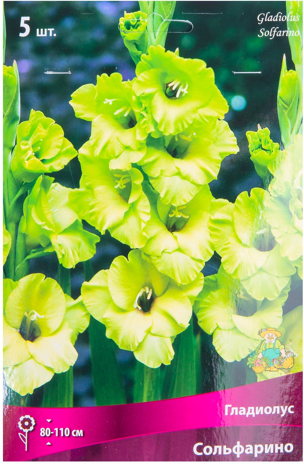 Луковицы Гладиолуса ПОИСК Сольфарино 5 x 5 шт