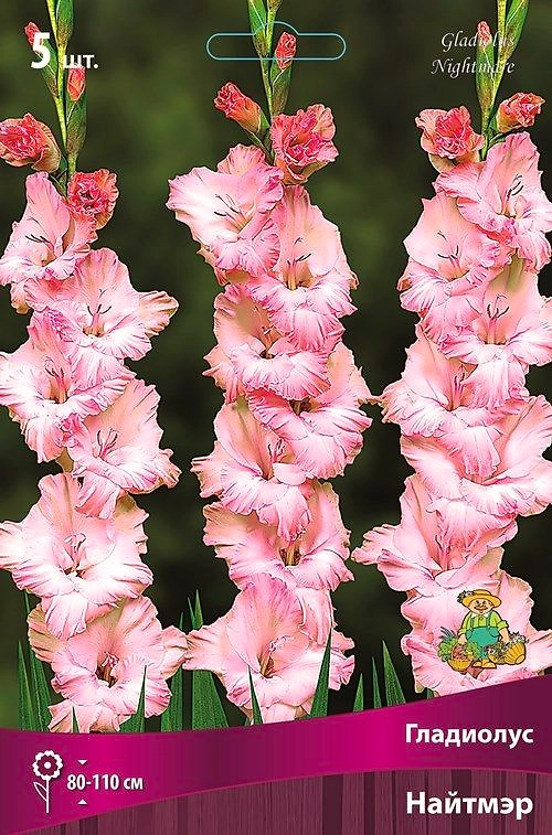 Луковицы Гладиолуса ПОИСК Найтмэр 5 x 5 шт