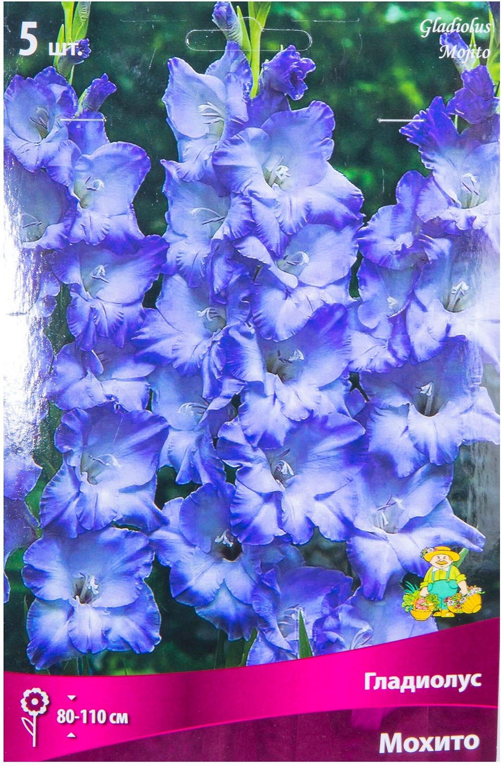 Луковицы Гладиолуса крупноцветкового ПОИСК Мохито 5 x 25 шт