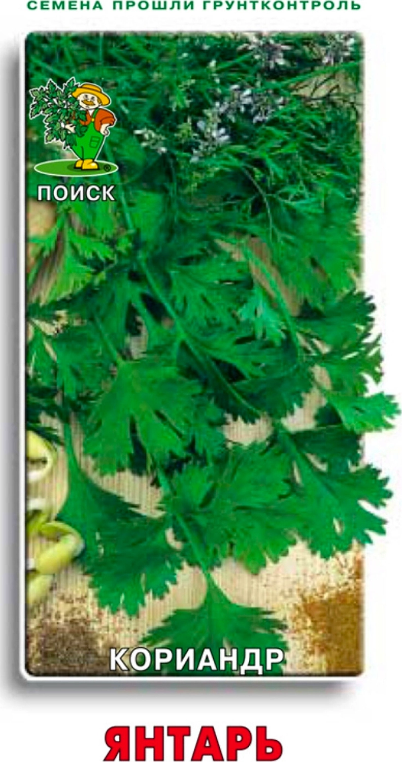 Семена Кориандра ПОИСК Янтарь 3 г