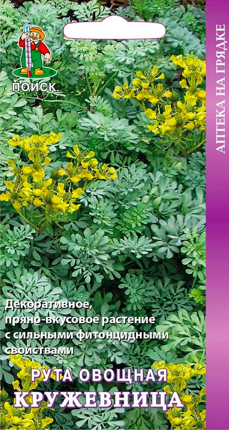 Семена Руты овощной ПОИСК Кружевница 25 шт