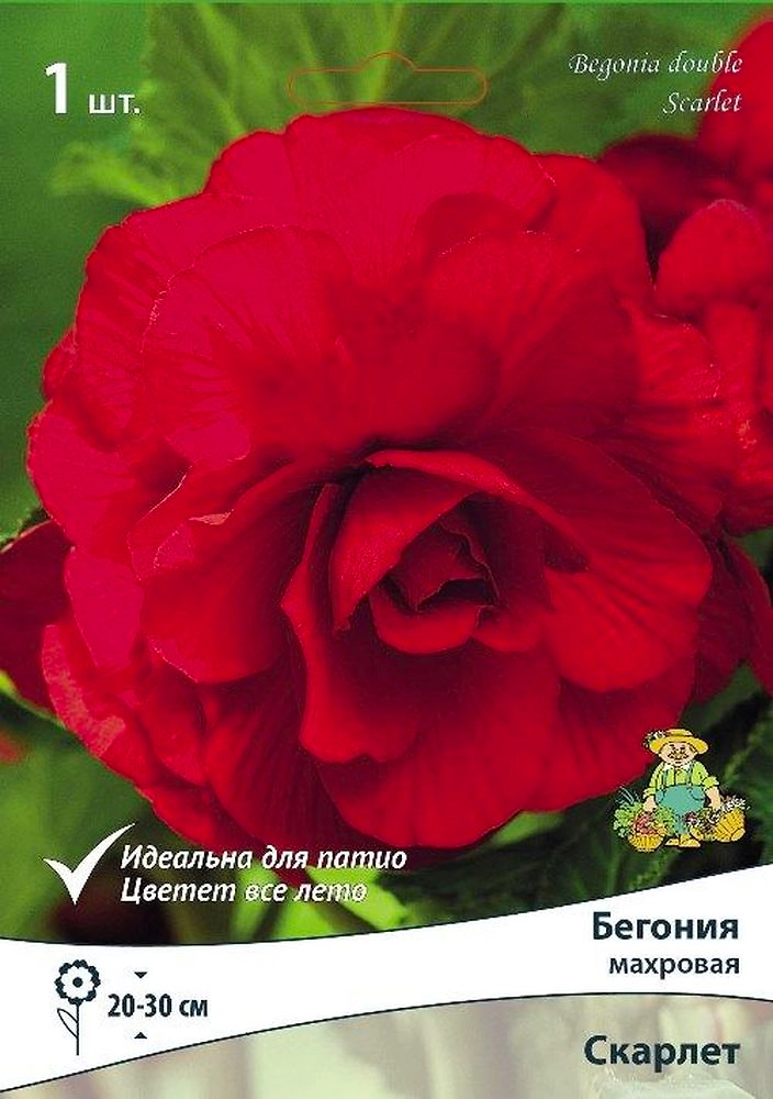 луковица бегонии скарлет