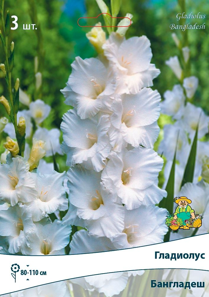 Луковицы Гладиолуса крупноцветкового ПОИСК Бангладеш 3 x 1 шт