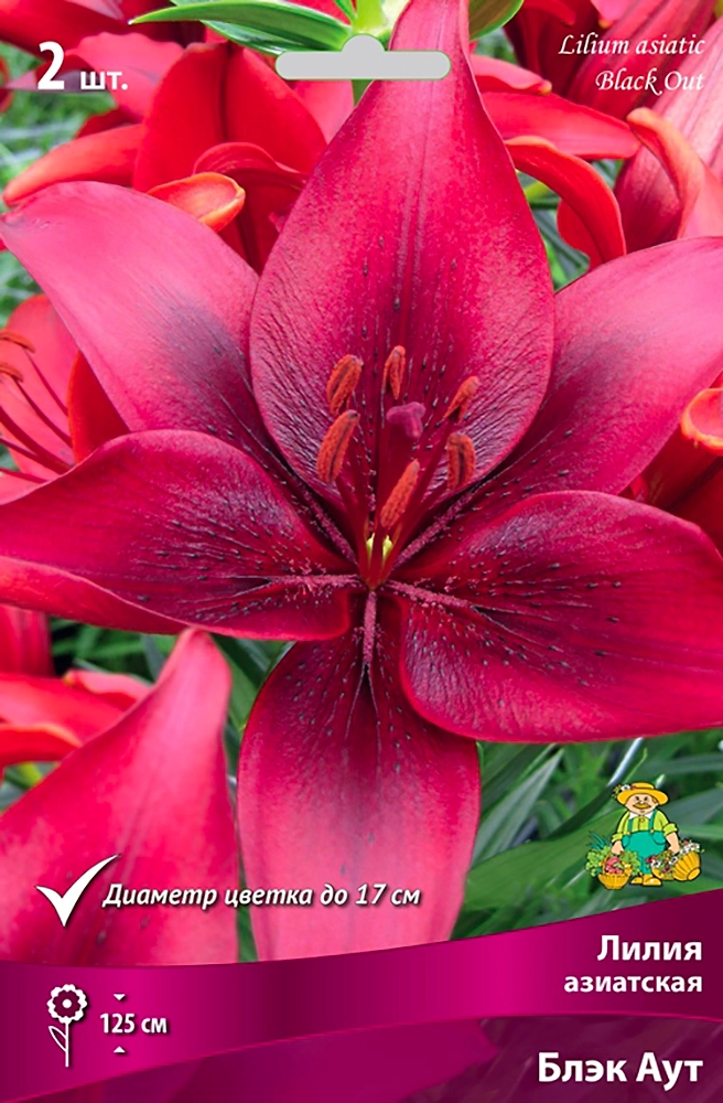 Луковица Лилии ПОИСК Блэк Аут