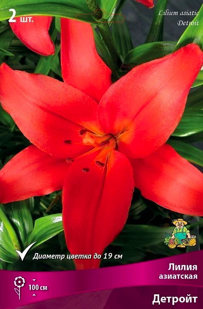 Луковица Лилии азиатской ПОИСК Детройт