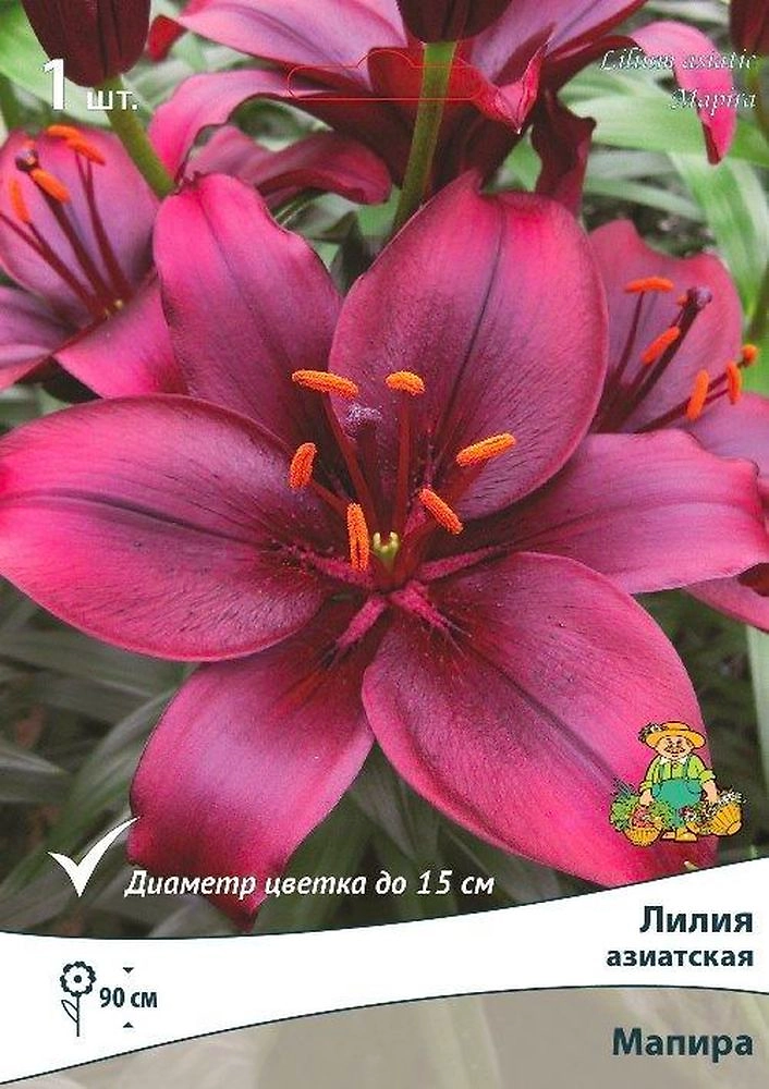 Луковица Лилии азиатской ПОИСК Мапира